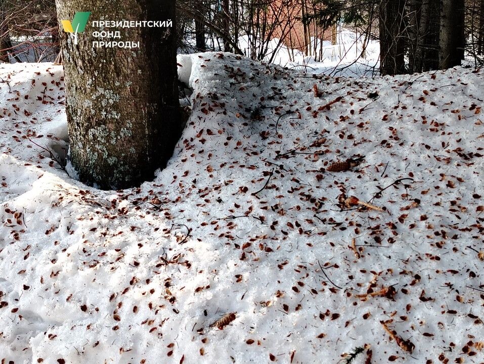 Сидя высоко на ветке с шишками, белка срывает их по одной и съедает малянистые семена. Чкшуйки дождем сыпятся вниз.
