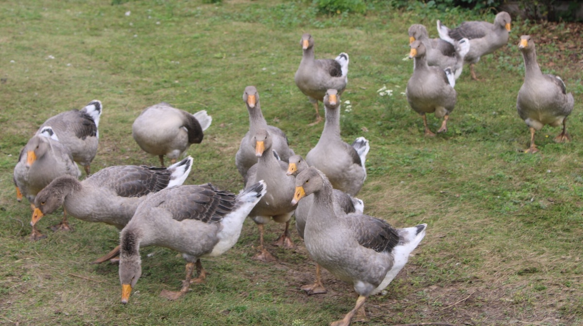     Әсәйем һөт менән итте миңә һатып ҡына бирә