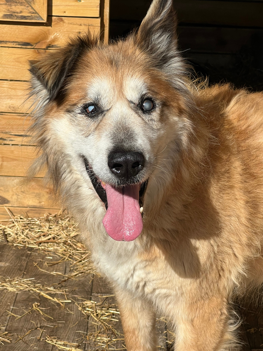 Слепым он уже попал к нам