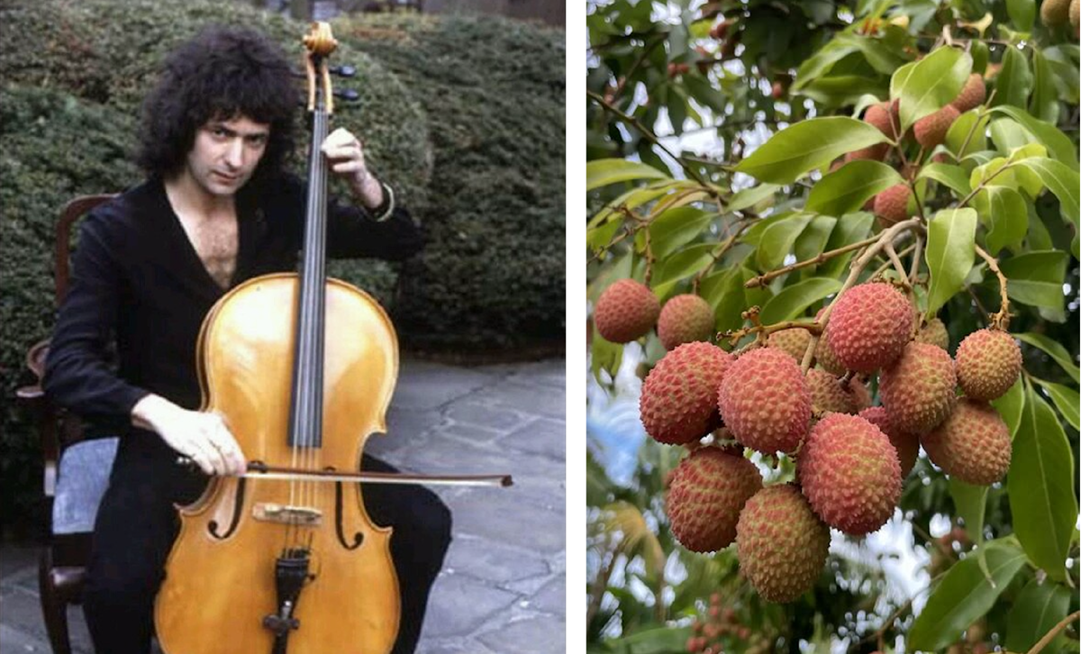 Ричи и личи