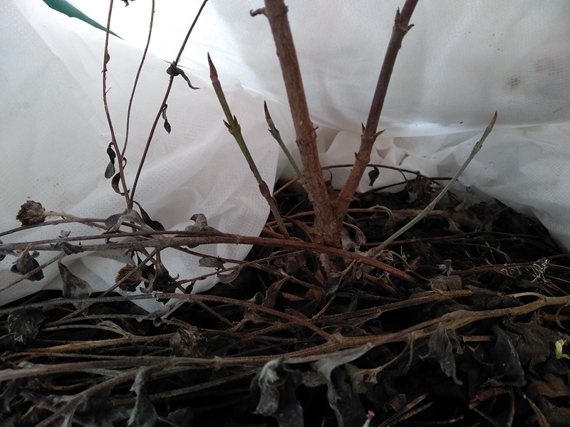 Куст кизила "Владимирский"