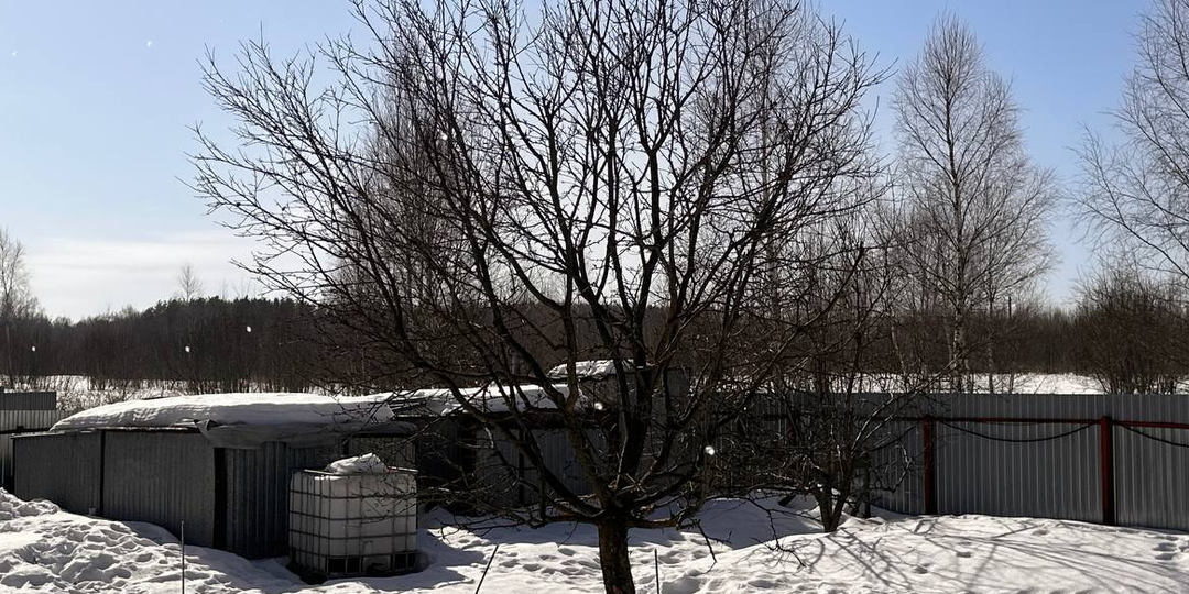 Чем я поливаю свой сад в марте до появления почек — не опоздайте