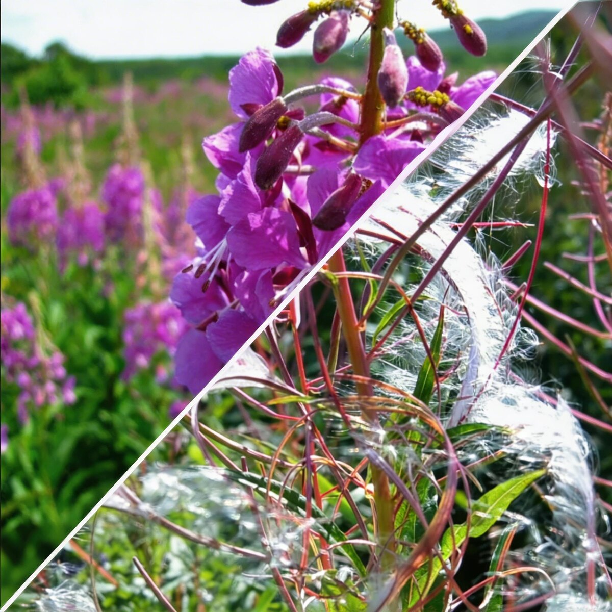 Главное отличие якутского сбора - используются именно увядшие листья.