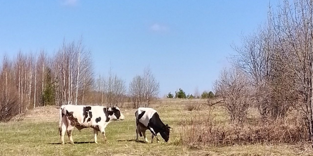 Российские фермеры несут многомиллионные убытки из-за массового забоя скота