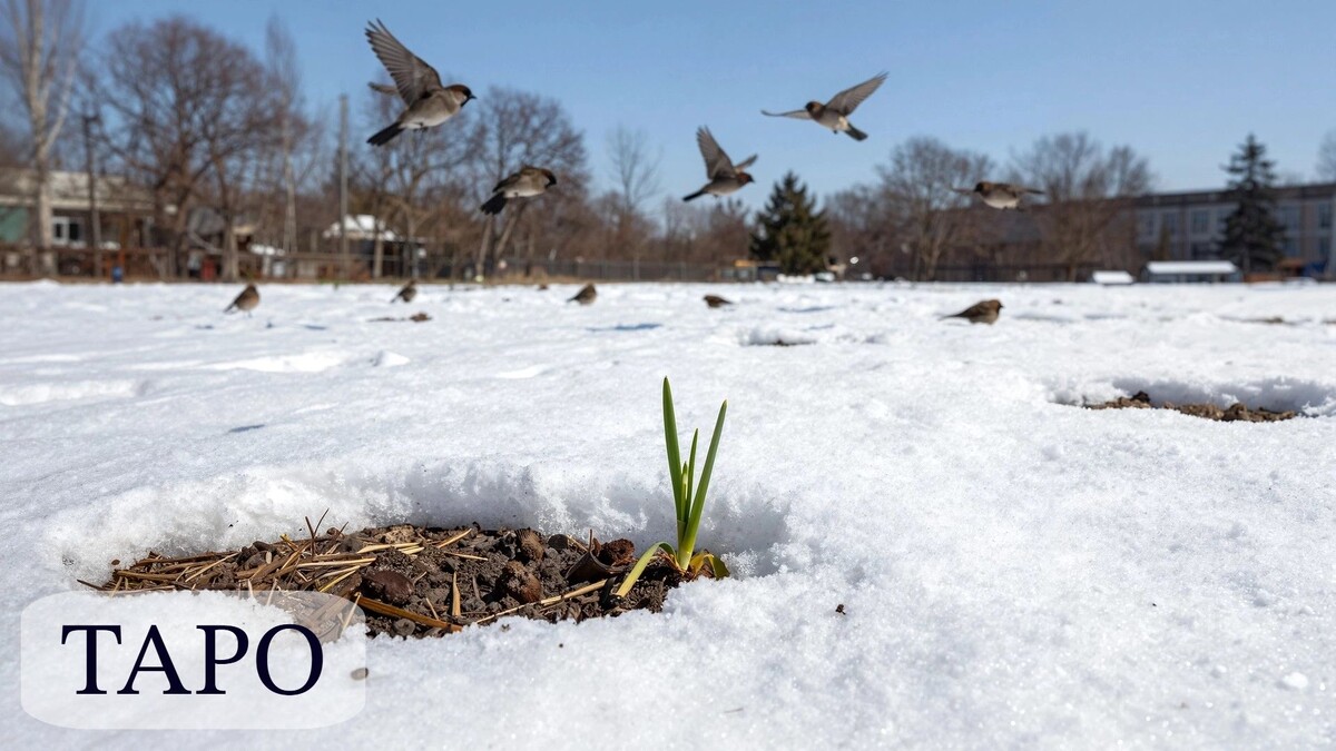 Природа просыпается — и мы тоже. Но как поймать эту энергию и не проспать свой личный апрель? Разбираем карты весеннего обновления и расклад на новый сезон.