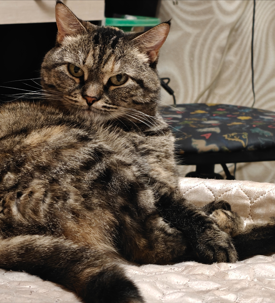 Хиля - гордая кошка