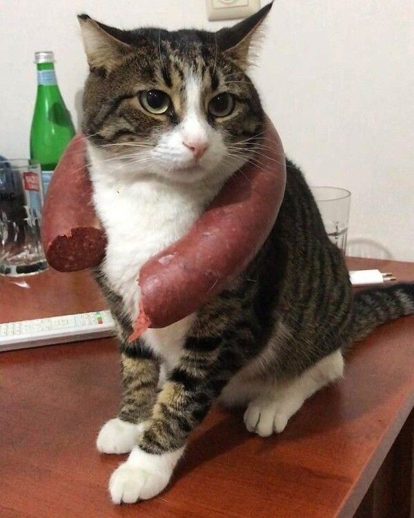 По итогам соревнования самый смелый кот месяца - Неваська!