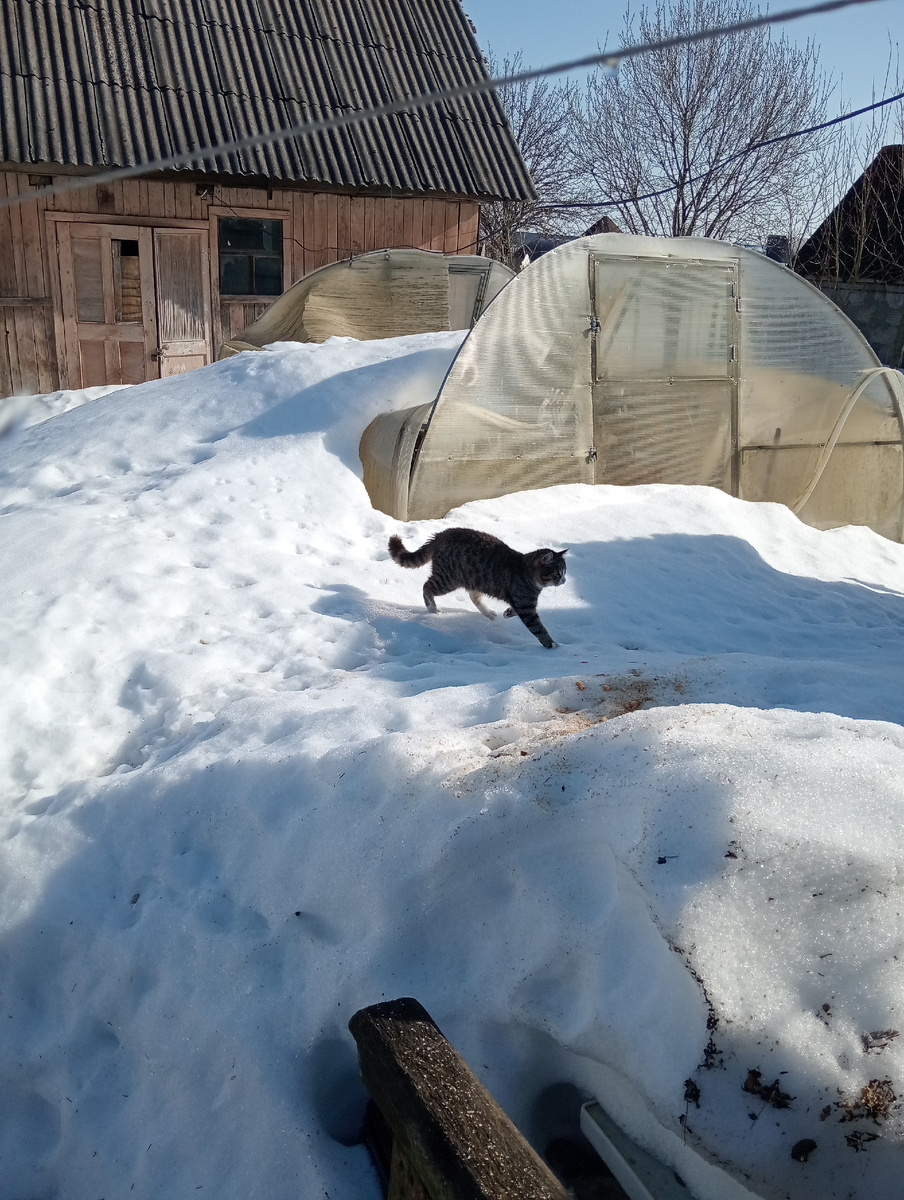 Прогнал Коричневого! Смелый Невася!Бежит гордый!