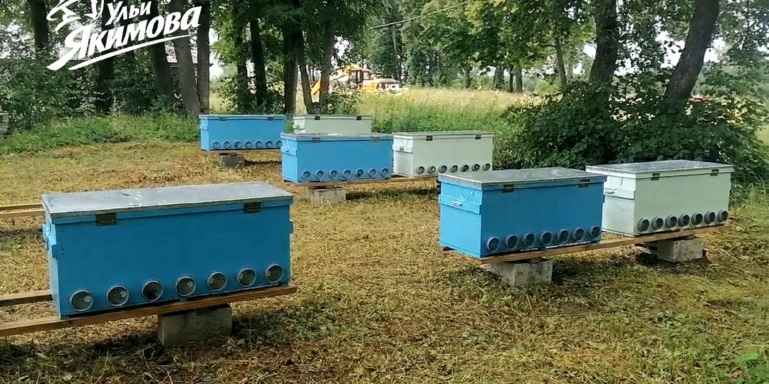 Бизнес‑план пасеки под ключ: от первых семей до нужного результата. Пошаговый гид