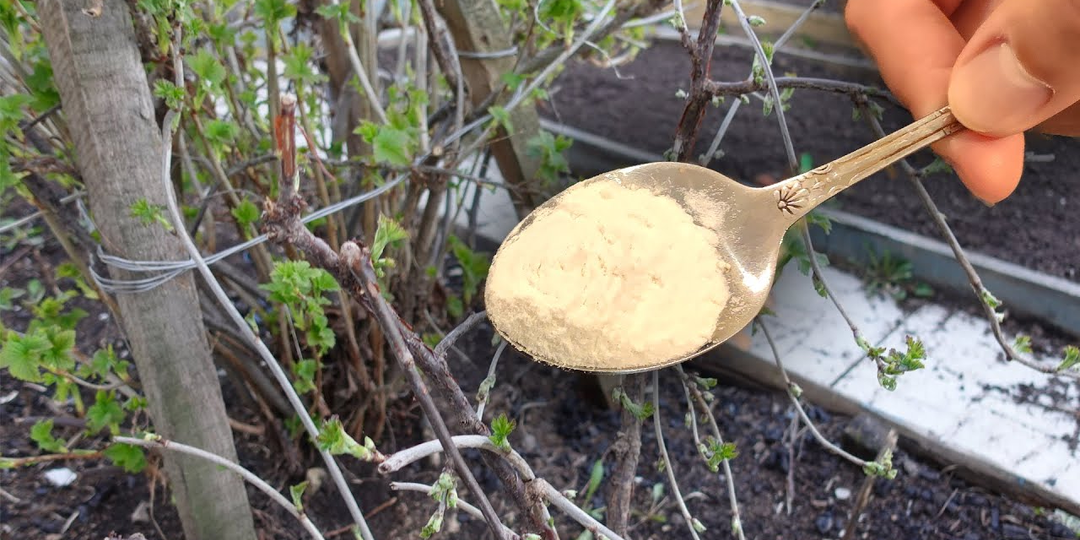 Всего 3 ложки этого «порошка» под смородину во время набухания почек. Который год диву даюсь таким сладким ягодам