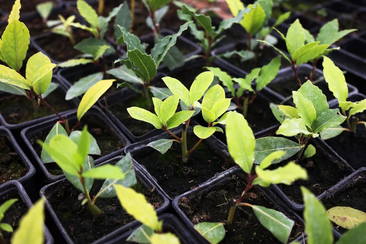 Выращивание лаврового листа.