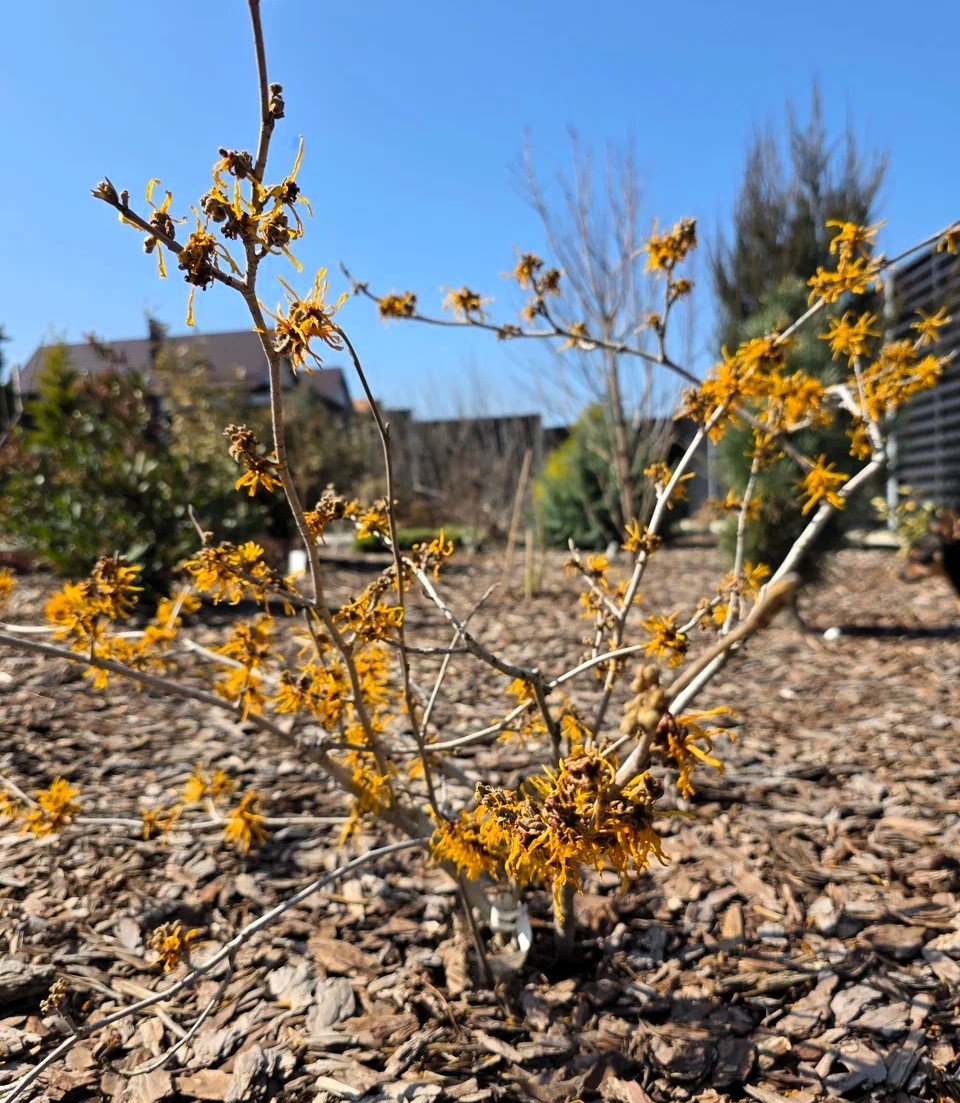 Hamamelis intermedia 'Aphrodite'. Анапа. Март.