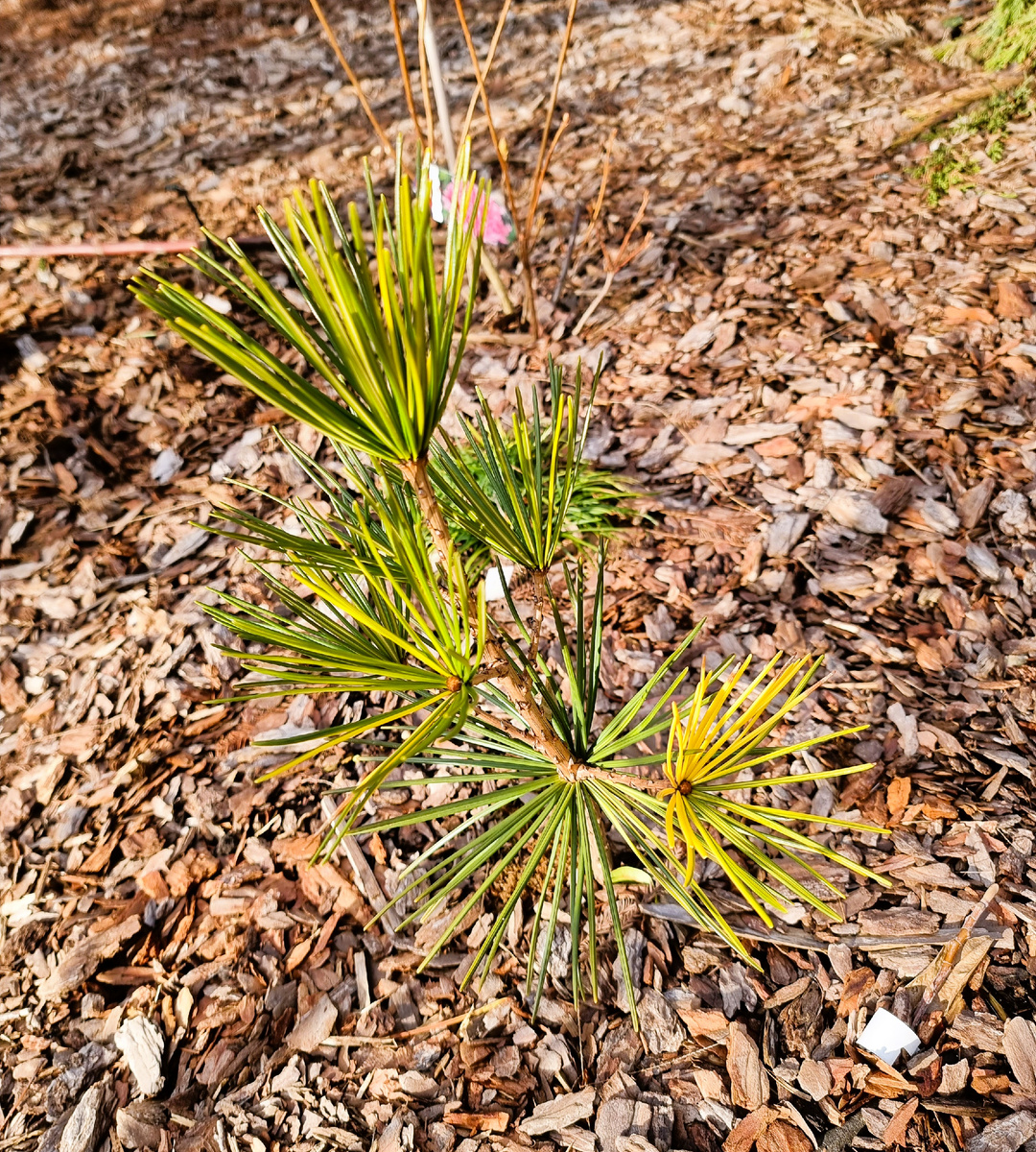 Sciadopitys verticillata 'Marilyn Monroe' в моем саду. Анапа. Сциадопитисы на юге лучше выращивать в тени, у меня подгорают на солнце, особенно сорта с желтой вариегатностью.