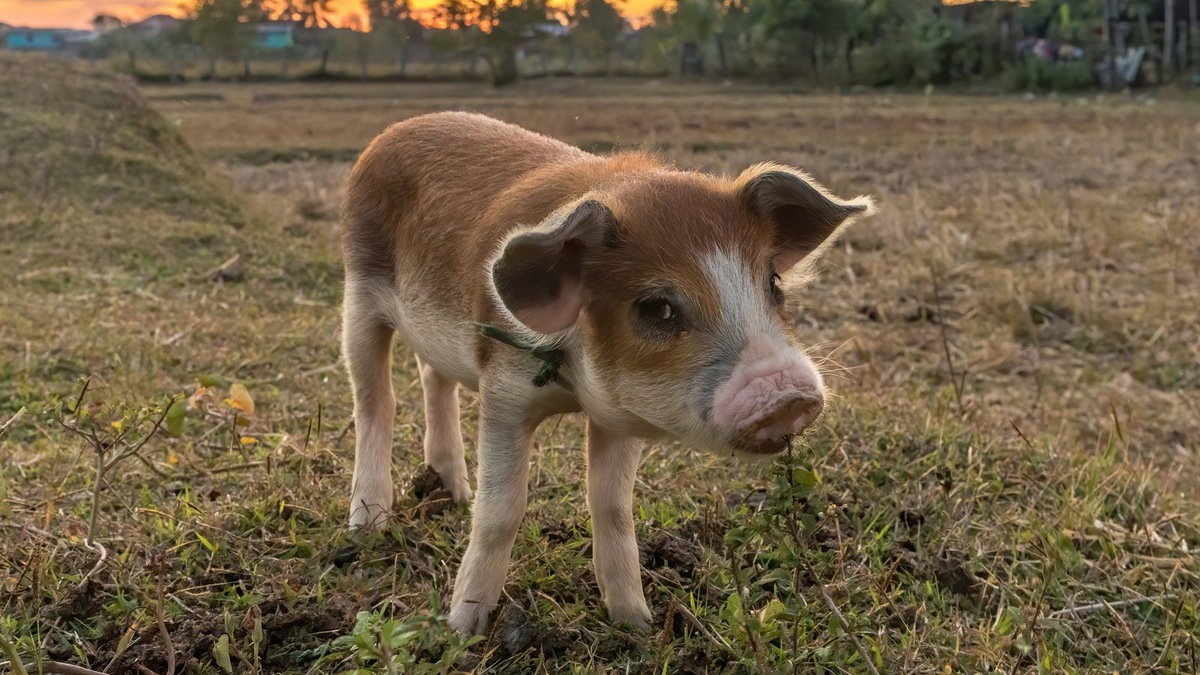    История Мерлина меняет представления об интеллекте и эмоциях домашних свиней. Фото несет иллюстративный характер