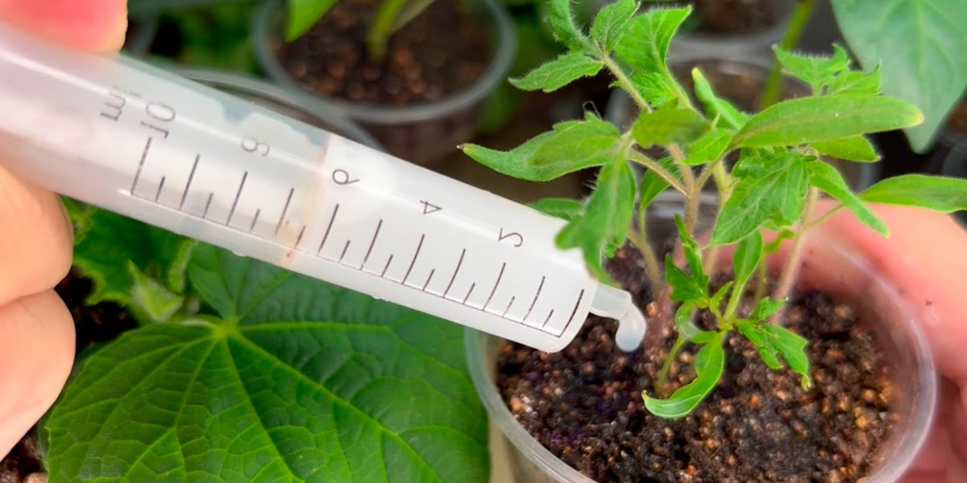 Прошло только 5 дней, а рассада уже раскабанела! «Бабушкин эликсир» делает любую рассаду крепкой