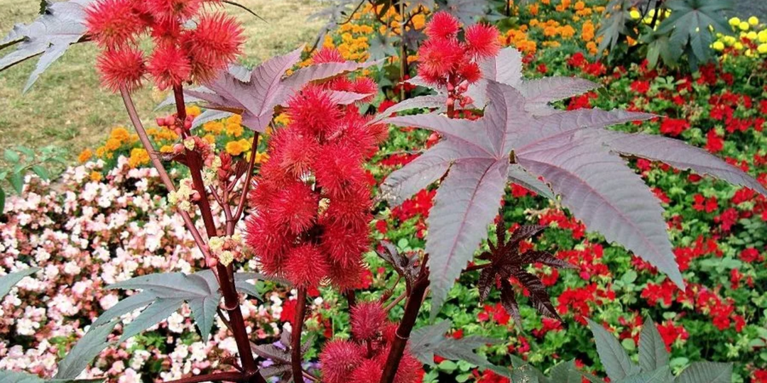 Скорее проверьте себя! Из-за этих 13 растений на даче можно получить срок (случаи уже были)