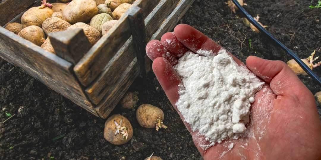Ушлые дачники без неё картошку сажать не будут: 1 горсть заменяет все удобрения. Урожай зашкаливает