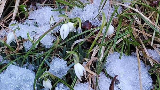 Фото: https://iz.ru/1849476/2025-03-05/pervye-podsnezhniki-zasniali-v-lenoblasti