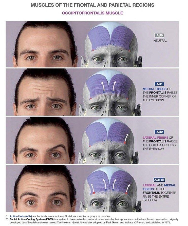 *иллюстрация взята из атласа Uldis Zarins «Anatomy of Facial Expression 2017»