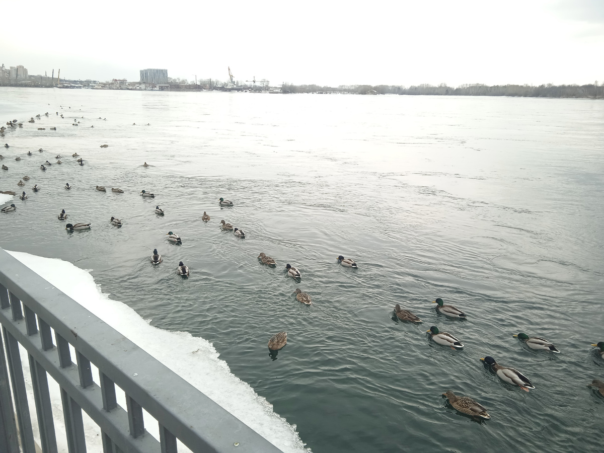 Утки на Ангаре. 