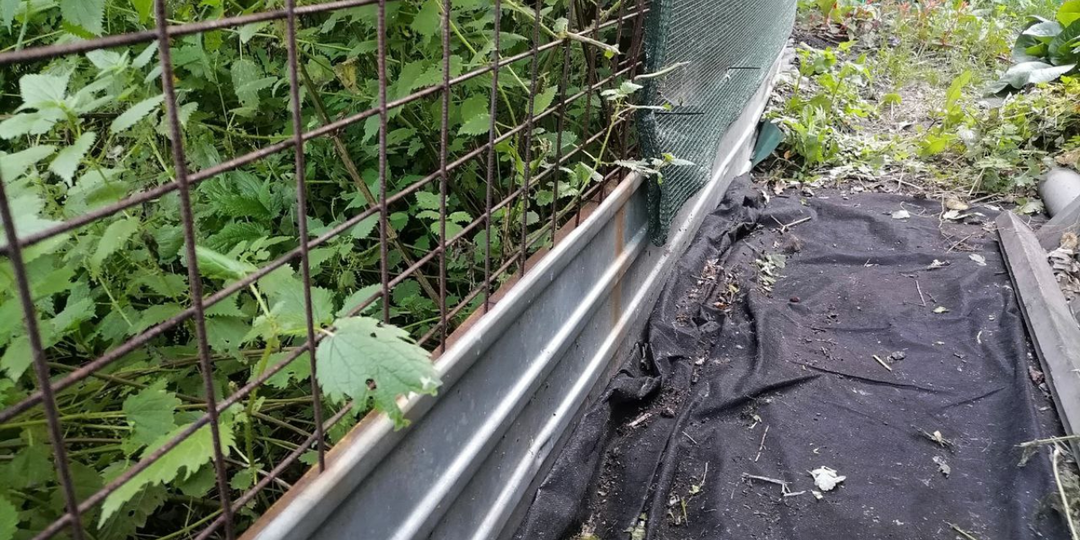 Надоели сорняки вдоль забора? Проверенные методы, как быстро и просто избавиться от них на весь сезон