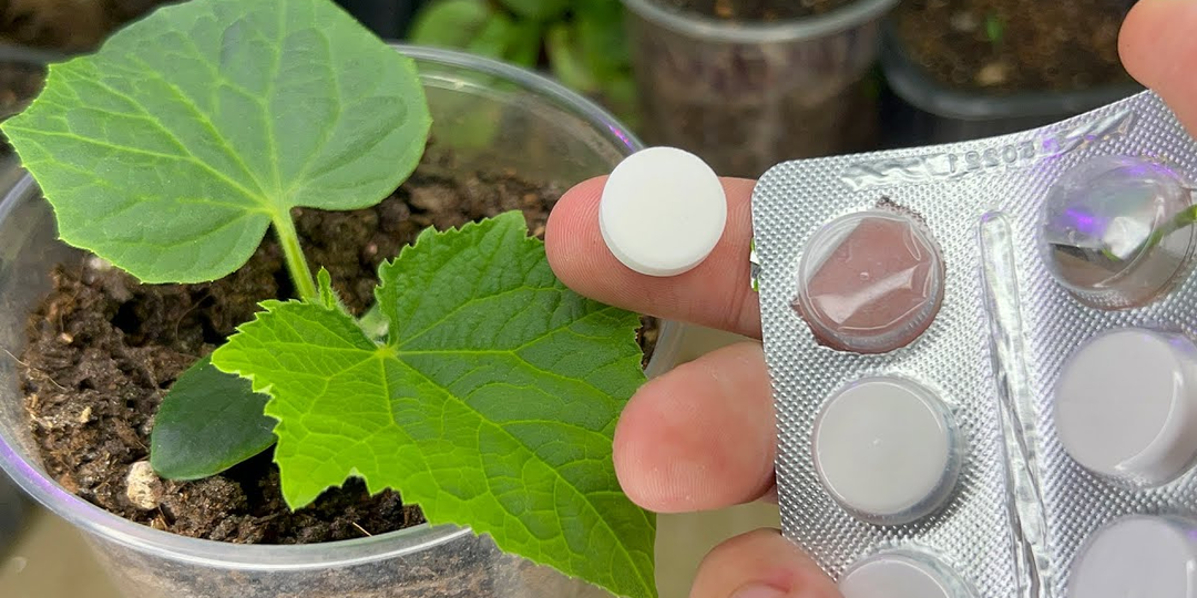 Одна таблетка превратила тонкую рассаду в мощные растения. Работает каждый год, урожайность в 2 раза выше