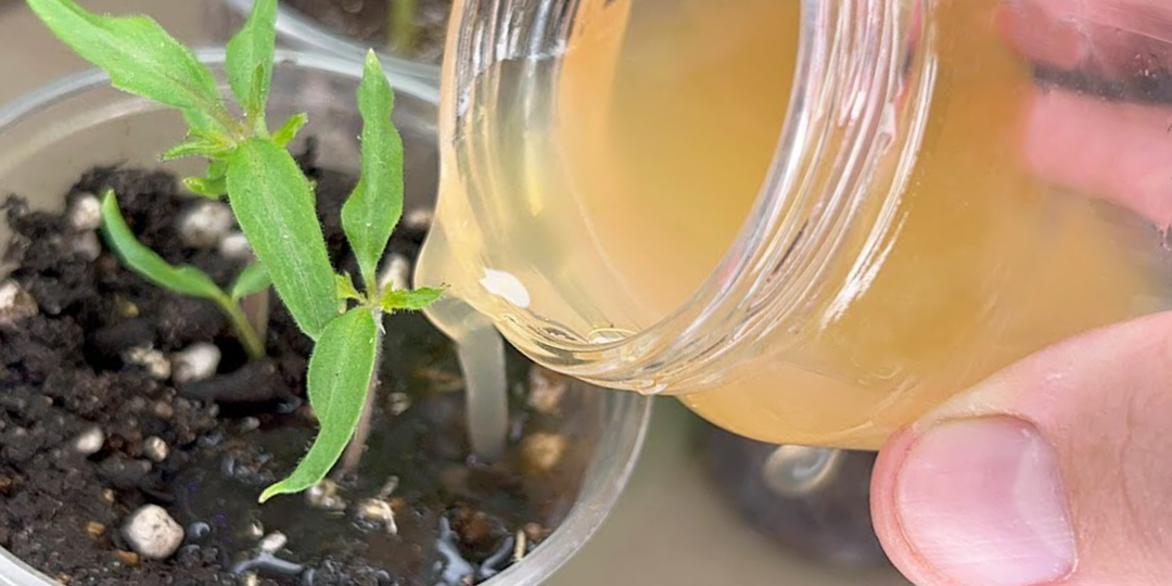 Новые «правила» выращивания рассады томатов. Вот что нужно делать первые 2 недели после всходов