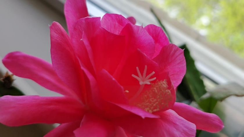    Фото smilekaluga.ru