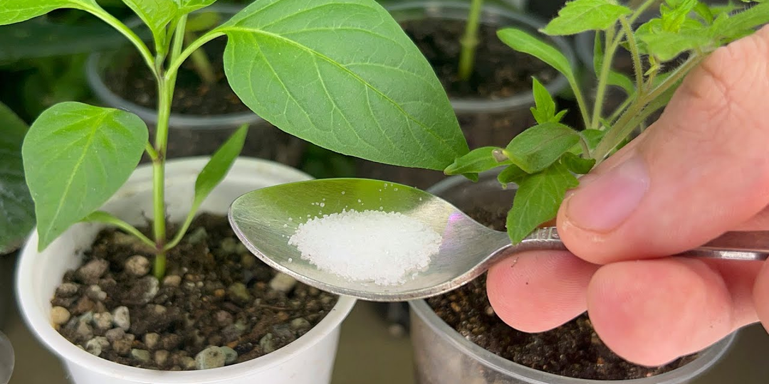 Две «сахарные» подкормки для рассады томатов. Без них вы не получите мощную рассаду: все нюансы полива