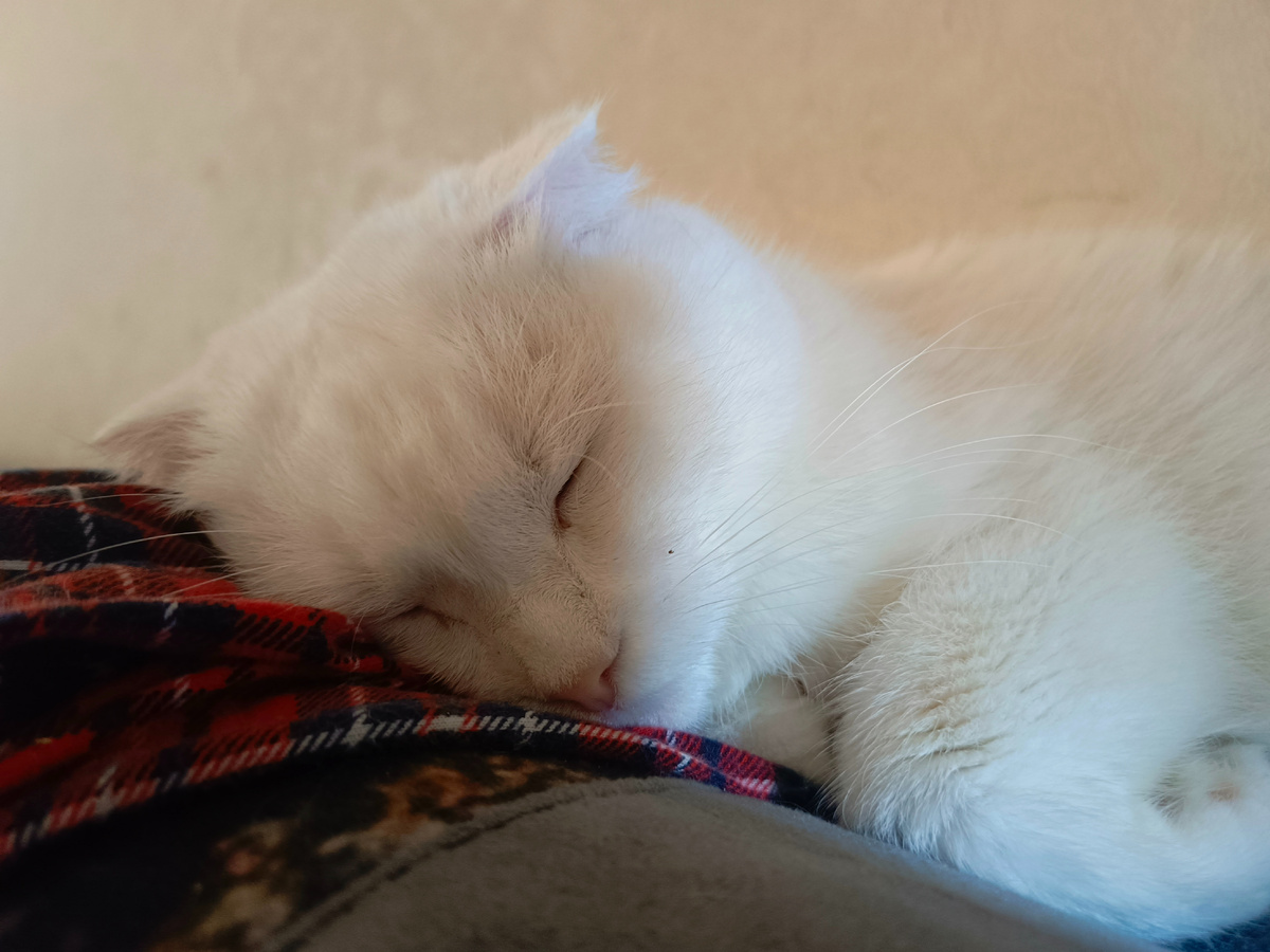 Азурка. Спит на моей пижаме. Фото автора