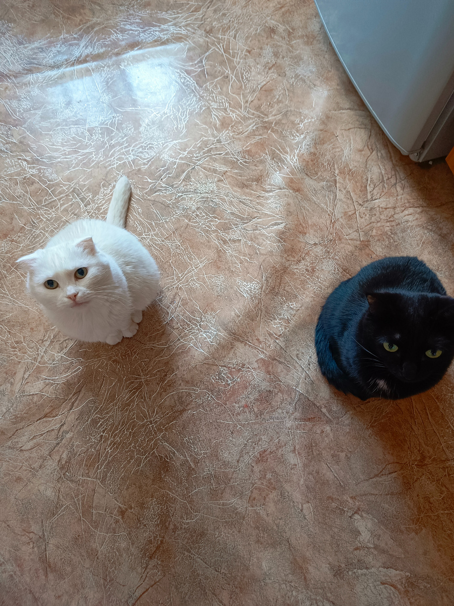 Азурка и Веня. Два иксперда, которые точно знают, как разделывать мясо. Фото автора.