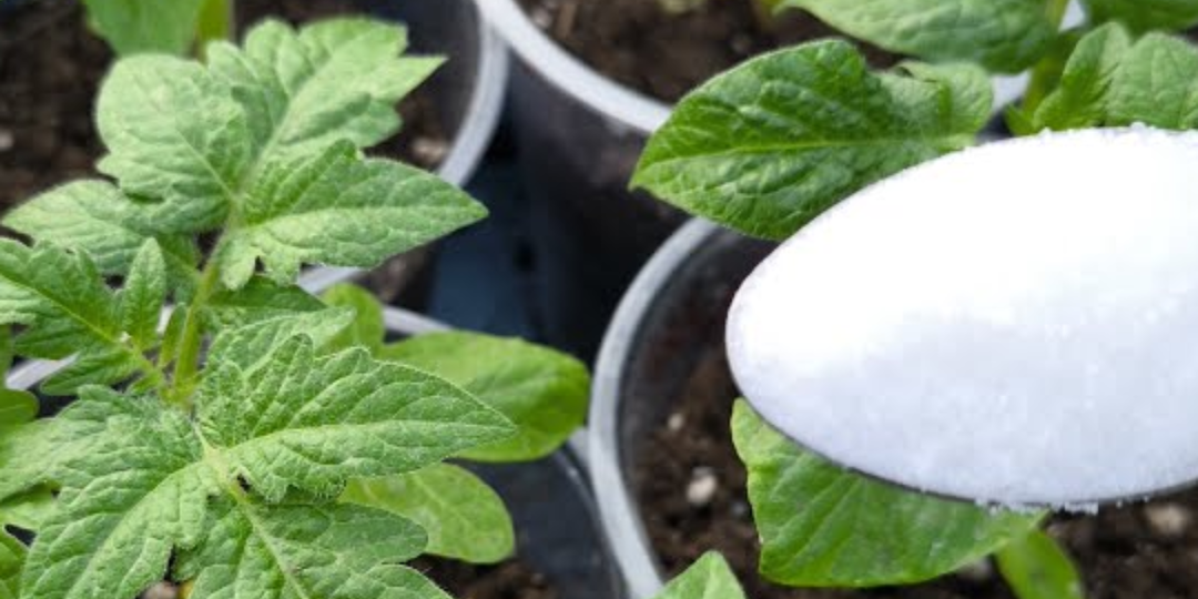 Хотите мощную и урожайную рассаду? Кормите её 3 раза этими подкормками, она попрёт прямо на глазах