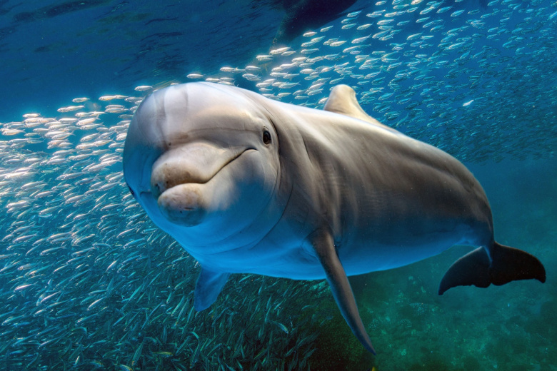 Фото: Shutterstock/FOTODOM