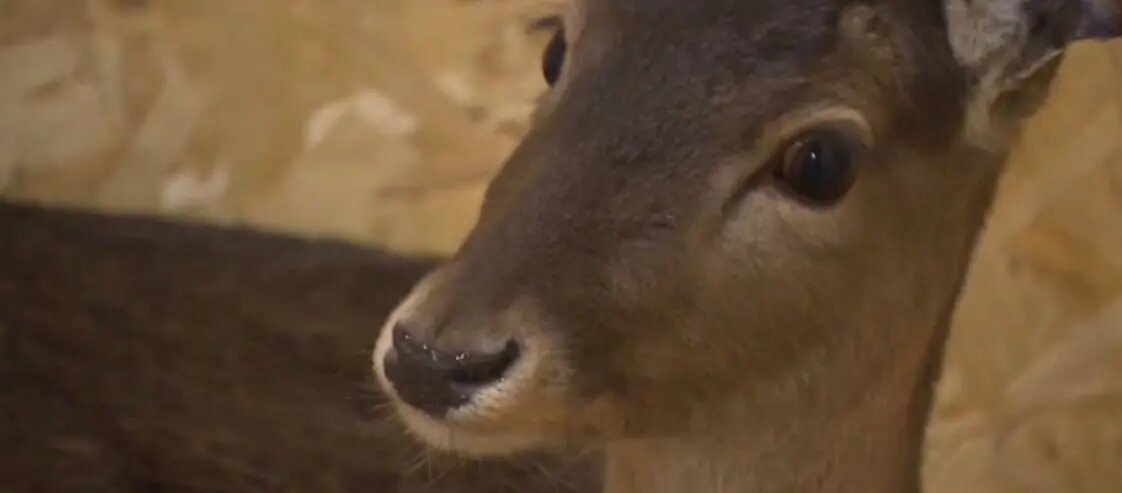    Фото: скриншот репортажа «Вести»