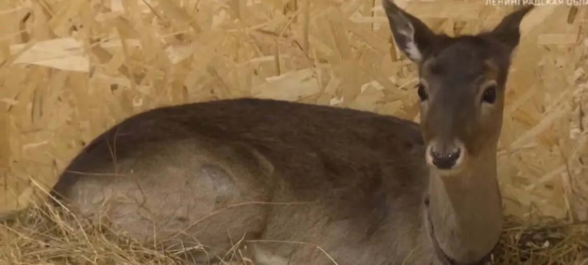    Фото: скриншот репортажа «Вести»