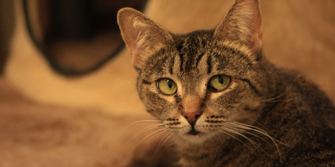 Добрые дела и помощь котикам 💝