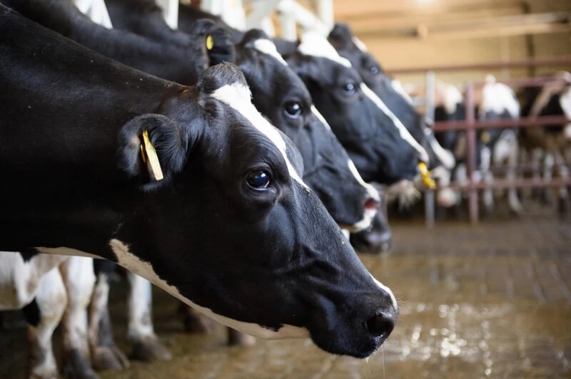 Крупнорогатый скот истребляют по всей России, включая Алтай. Забастовки фермеров