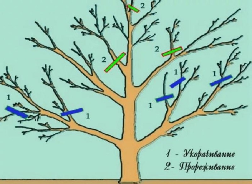 Цели обрезки бывают разные. 