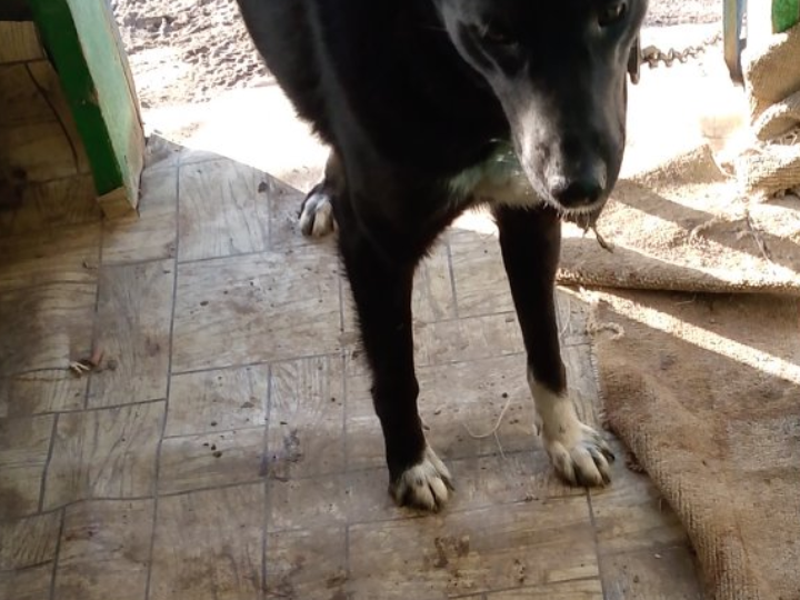 Моя собака личная и её клон, но другого пола, что называется, хоть 5 отличий найдите