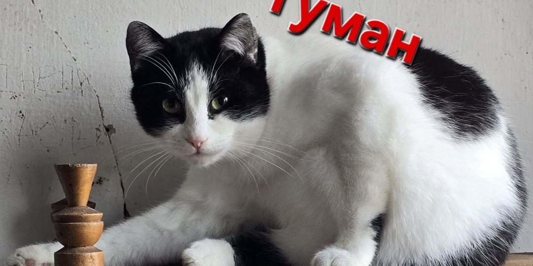 Котик Туман ищит Дом