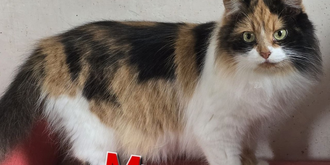 Кошечка Муся ищит Дом