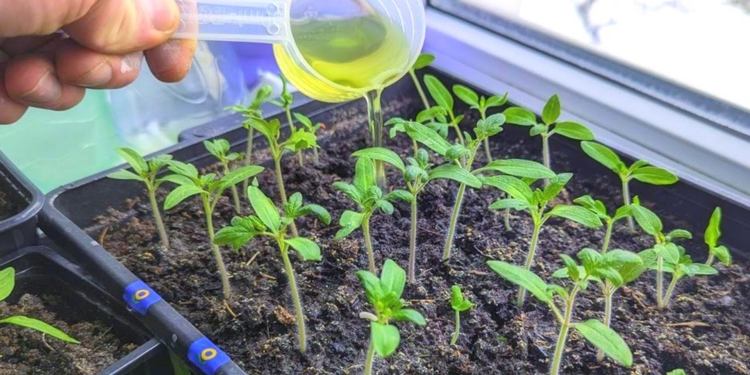 Первая подкормка для рассады перца томатов и баклажан на окне, для укрепления и роста рассады.