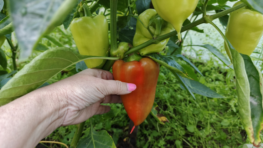    фото smilekaluga.ru