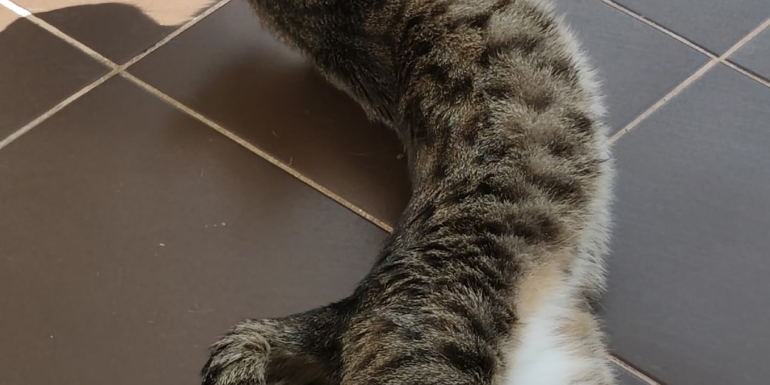 Котики ждут 😻🌟🌞