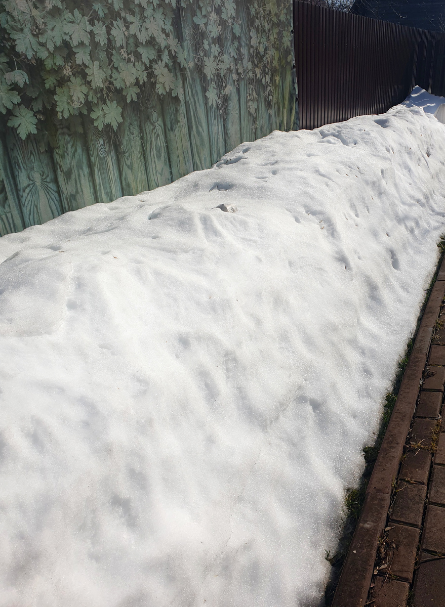 Под этим сугробом мои розы в высоких контейнерах. Снежок, конечно, уже грязноватый, не как зимой.