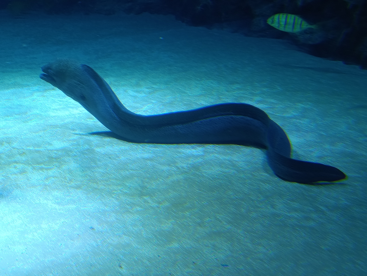 В длину гигантская мурена (Gymnothorax javanicus) может достигать до 3 метров. 