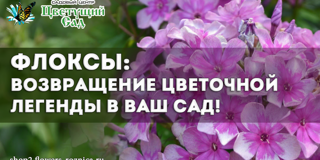 Флоксы: возвращение цветочной легенды в ваш сад!