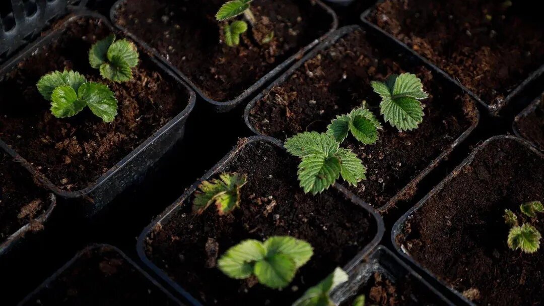  Фото: REGIONS/Наталья Надточая