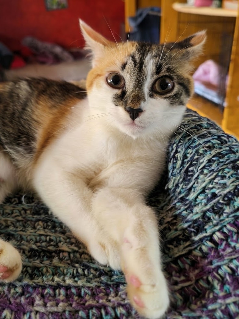 Дуся вернулась к нам спустя три месяца из-за «внезапной аллергии» — её буквально спихнули под ворота всем семейством, даже не чихнув на прощание. После предательства и стресса её сердечко не выдержало: в новой семье у кошки диагностировали панку, и спустя четыре дня борьбы в стационаре Дуси не стало. Эта история — горькое напоминание о том, что кошка не девайс, который можно вернуть по гарантии, ведь цена «ошибки» здесь — чья-то маленькая жизнь.