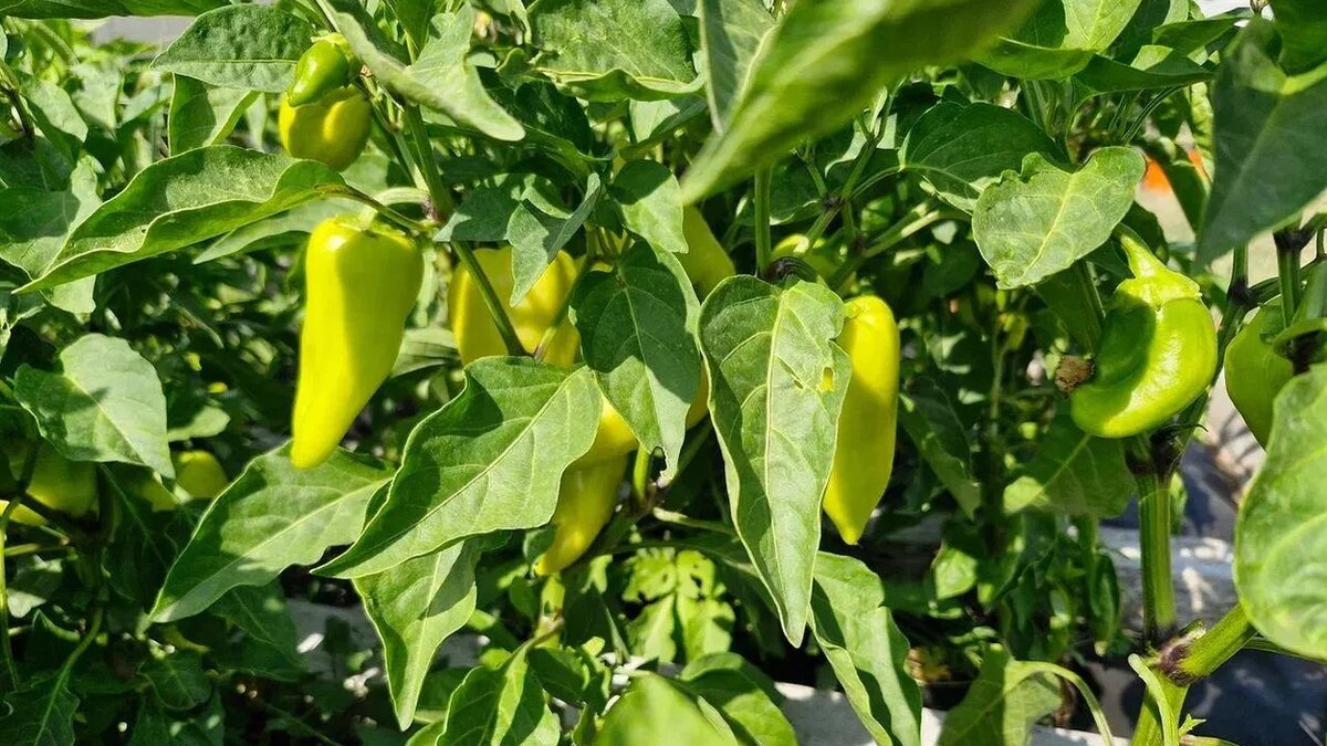 / Фото: REGIONS/Наталья Надточая